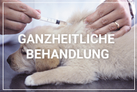 Wenn Sie einen Tierarzt für allgemeine Tiermedizin in Hamburg suchen wenden Sie sich an Dr Dirk Brandes